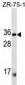 HLA-DRA Antibody (Clone # 302CT2.3.2)